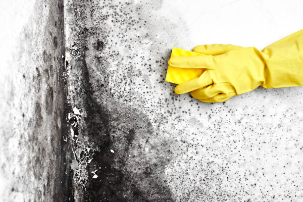 Best Bathroom Mold Remediation in Holyoke, MA