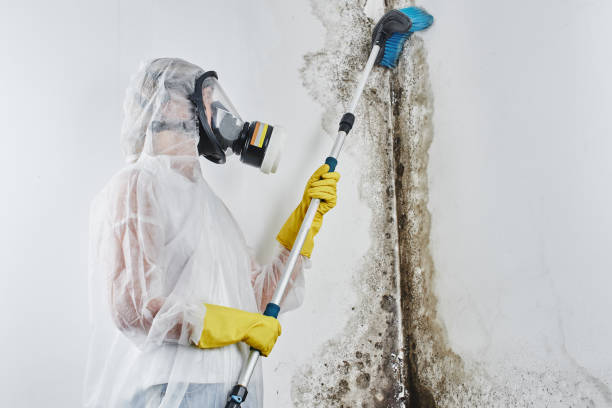 Professional Mold Remediation in Holyoke, MA