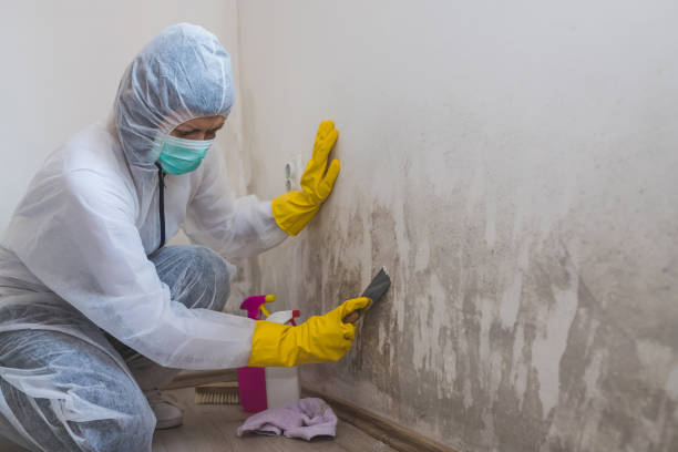 Best White Mold Remediation in Holyoke, MA