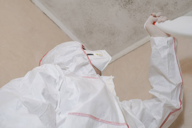 Best Crawl Space Mold Remediation in Holyoke, MA