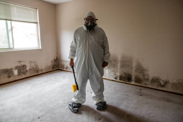 Best Attic Mold Remediation in Holyoke, MA