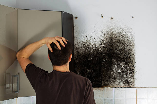 Best Residential Mold Remediation in Holyoke, MA