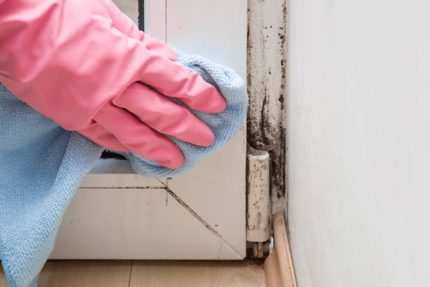 Best Basement Mold Remediation in Holyoke, MA